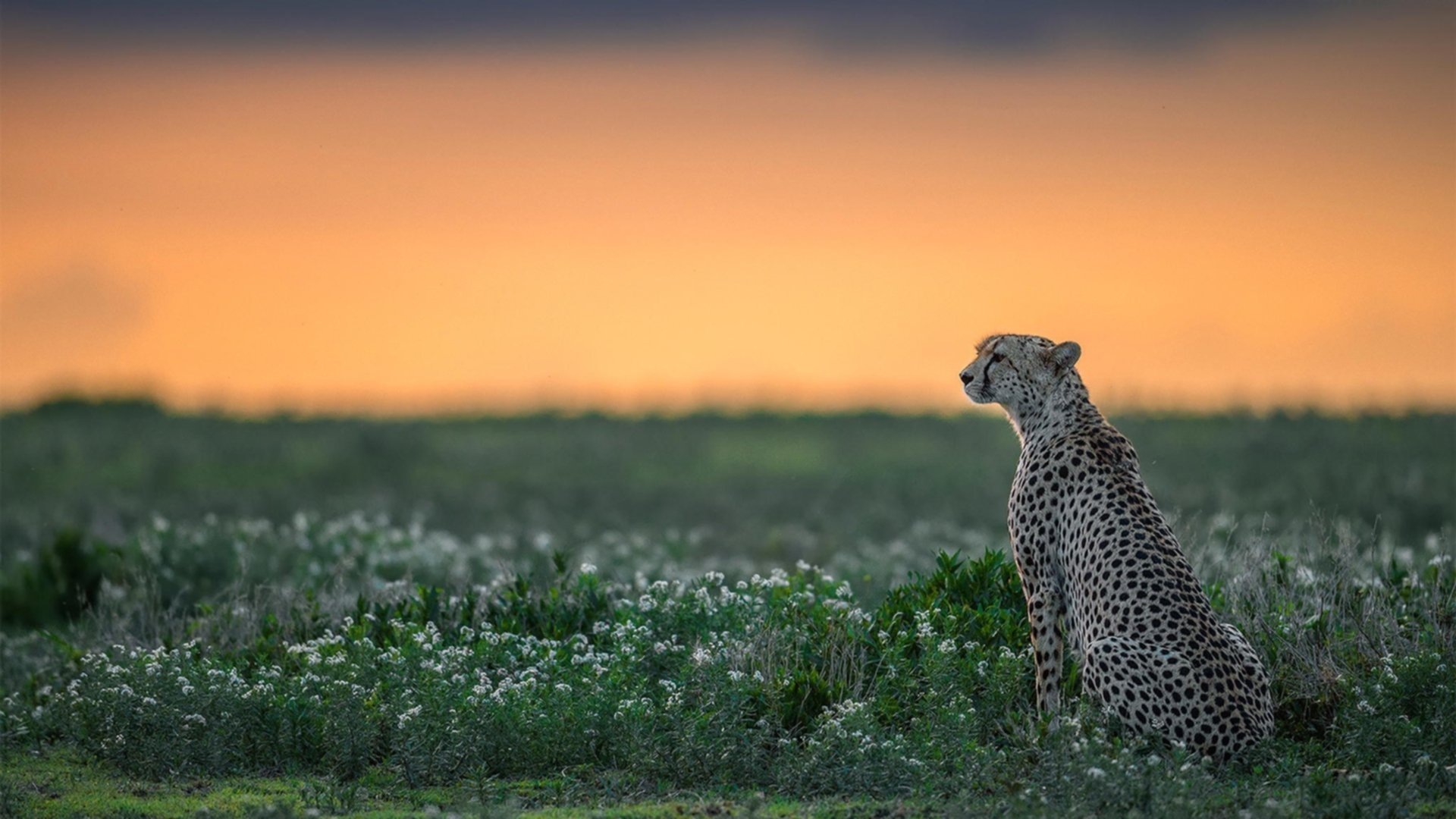 中国篮球联赛发展现状及未来趋势分析,中国篮球发展现状及未来走向