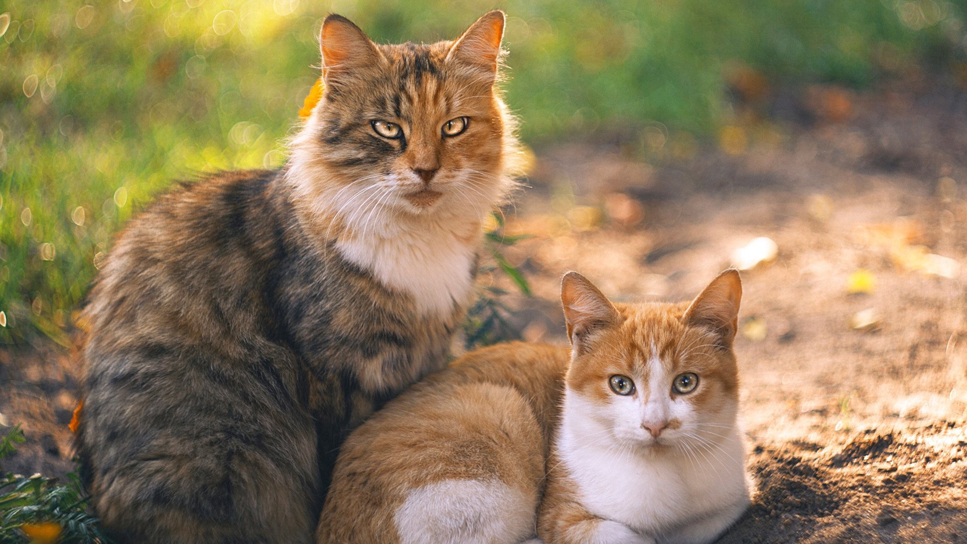 中国篮球联赛发展现状及未来趋势分析,中国篮球发展现状及未来走向