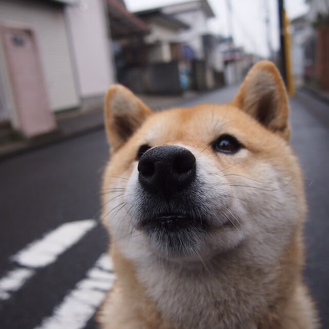 中国篮球联赛品牌塑造与粉丝互动策略研究，篮球粉丝排行榜