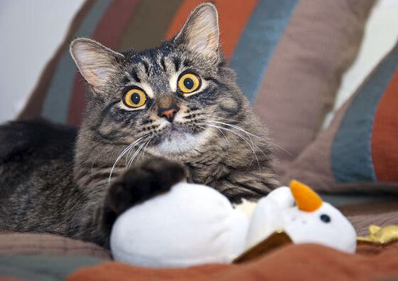 中国篮球联赛品牌建设策略与粉丝经济发展研究，中国国内的篮球联赛简称