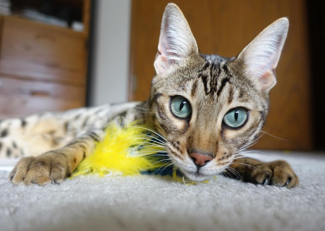 华体会网址-法甲球队基于心率监测优化赛中体能分配策略研究