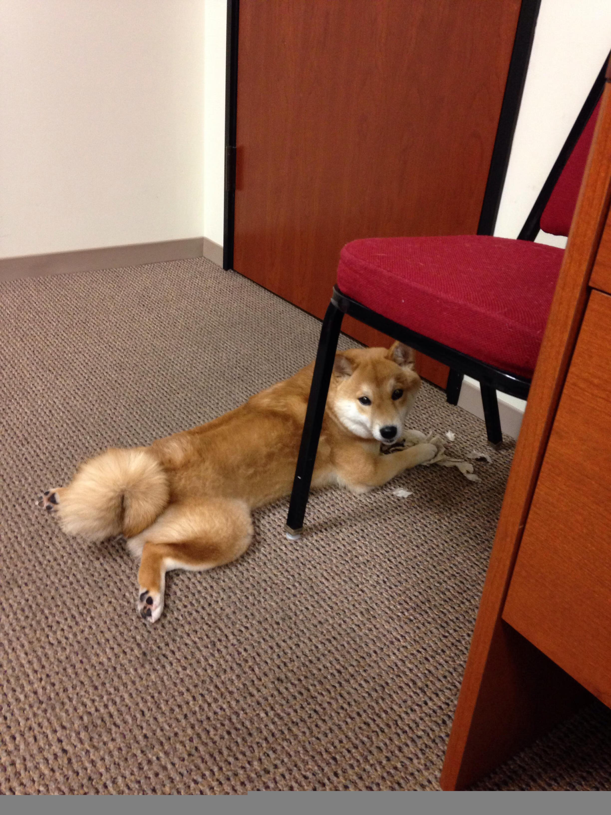 高校运动员心理韧性提升路径,运动员心里素质训练