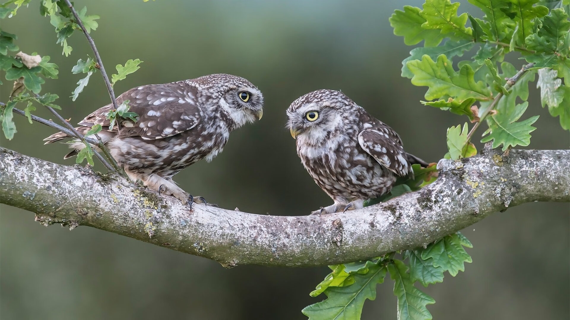 “四川省体育馆：自由搏击赛事，选手们展开血脉喷张的极限对抗！”