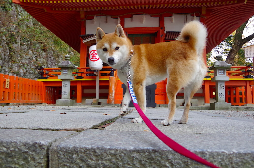 王者荣耀版本热议话题不断玩家分歧明显，王者荣耀新版本理解