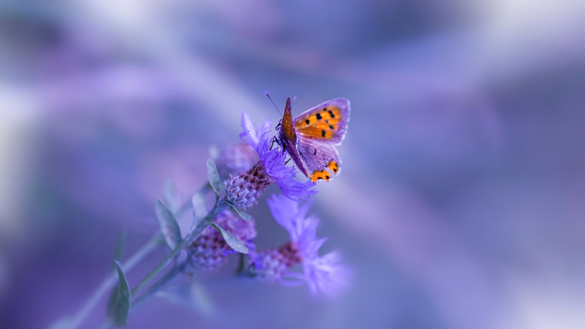 职业网球训练营海外移训提升适应能力,职业网球运动