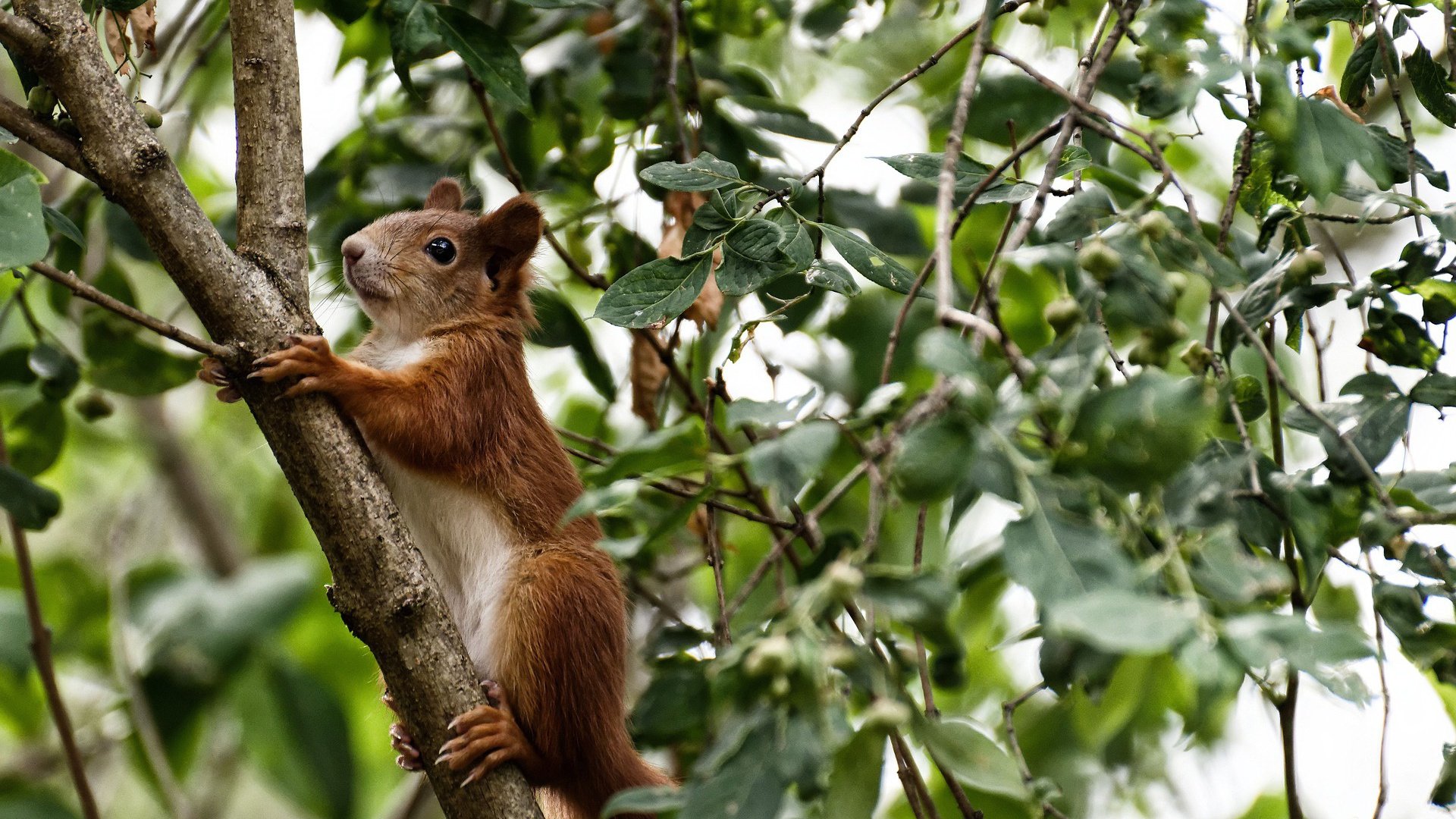 蛙泳转身效率决定半程排名,蛙泳转身技术图解
