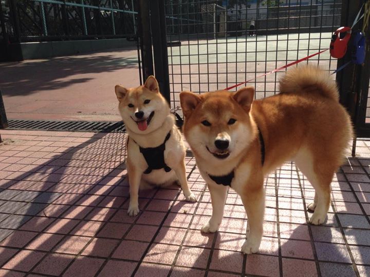 以足球运动为核心的全民健身计划全面推进，提倡足球