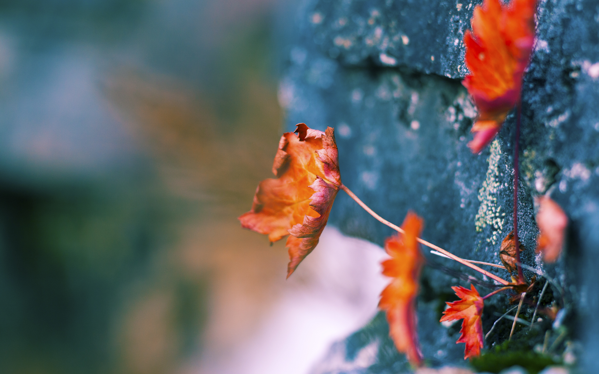 划频节奏控制精准,稳定发挥出色,划幅和划频