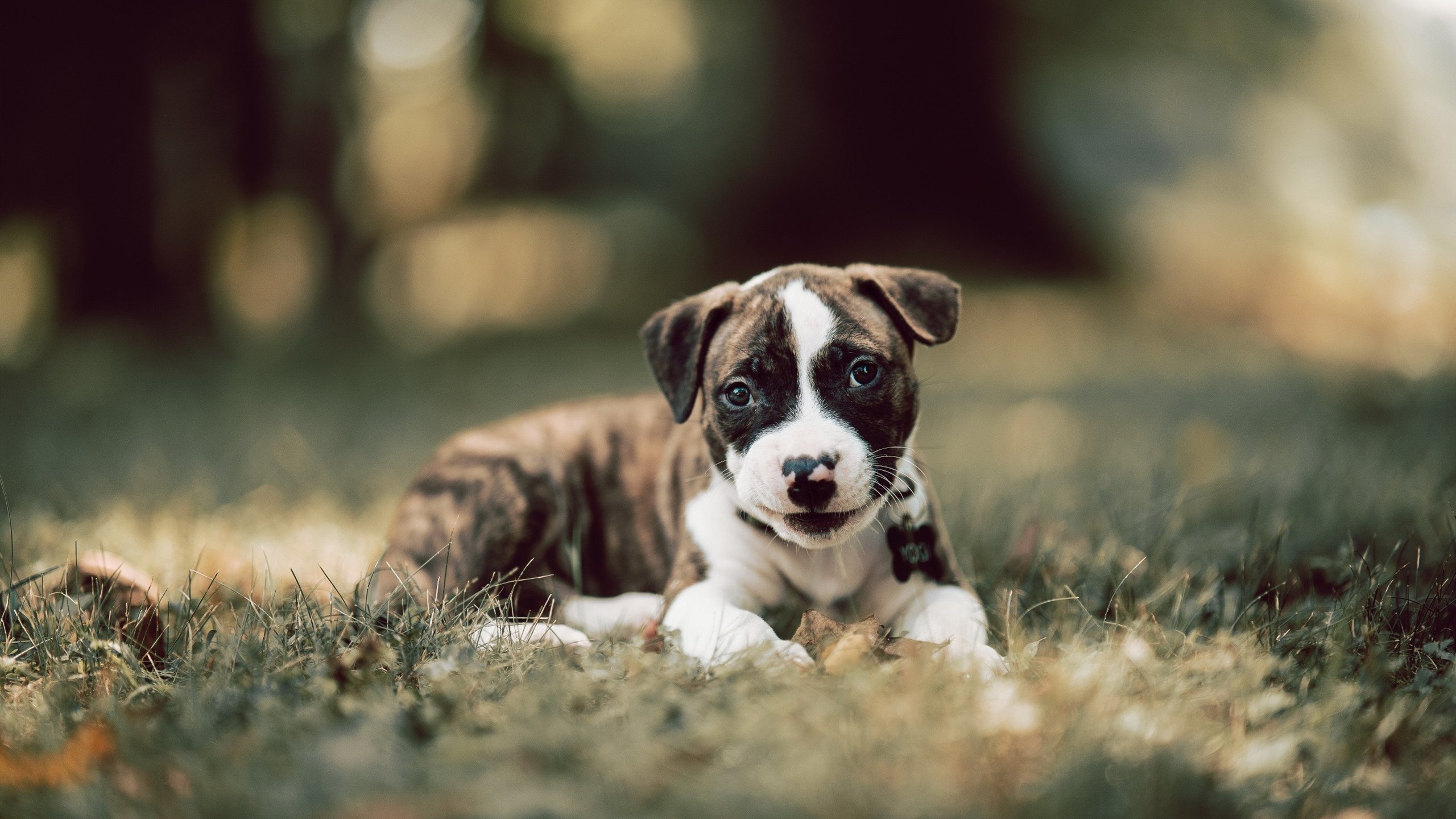 国际足球青训联盟加快推动全球青少年足球标准化体系建设，国家青少年足球训练基地