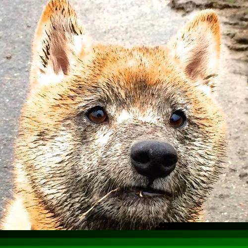 华体会网址-墨西哥游泳与跳水双线争光，墨西哥跳水崛起