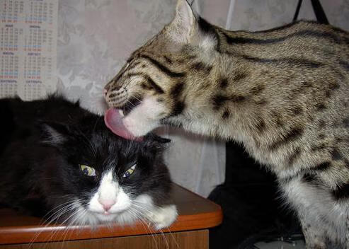 澳大利亚组合决赛精彩瞬间成为焦点，澳大利亚顶级联赛