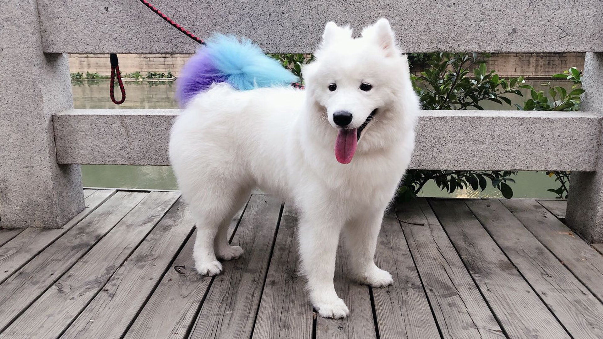 瑞士蝶泳选手爆发力十足，国外蝶泳