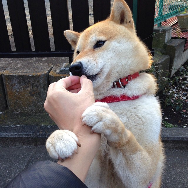 西亚卡姆禁区强打展现全能进攻威胁，西亚卡姆最近