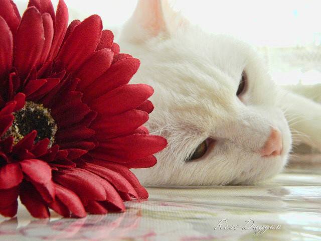 #樊振东人气在德国也爆棚# 成外国球迷新宠，#樊振东在德国决赛视频