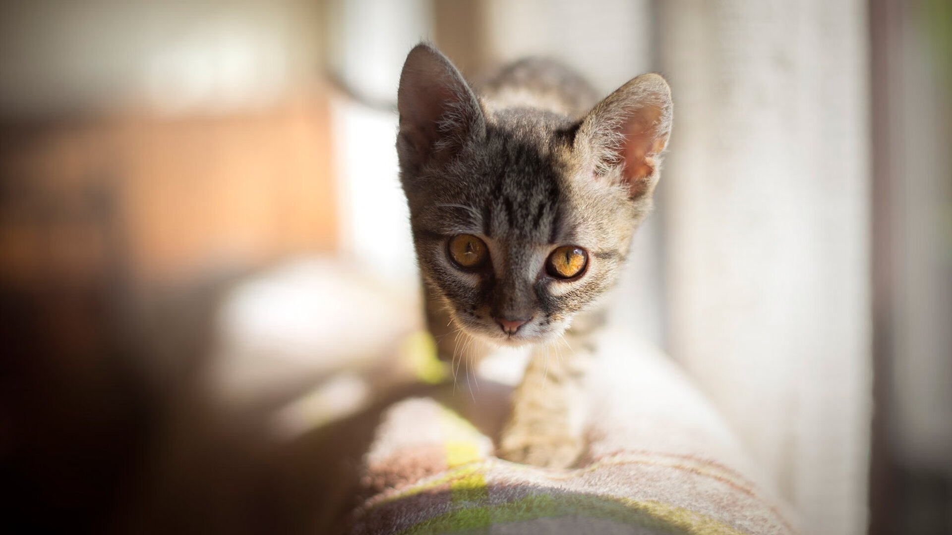 CBA是否鼓励联盟球员担任篮球公益项目志愿导师,cba志愿者怎么报名