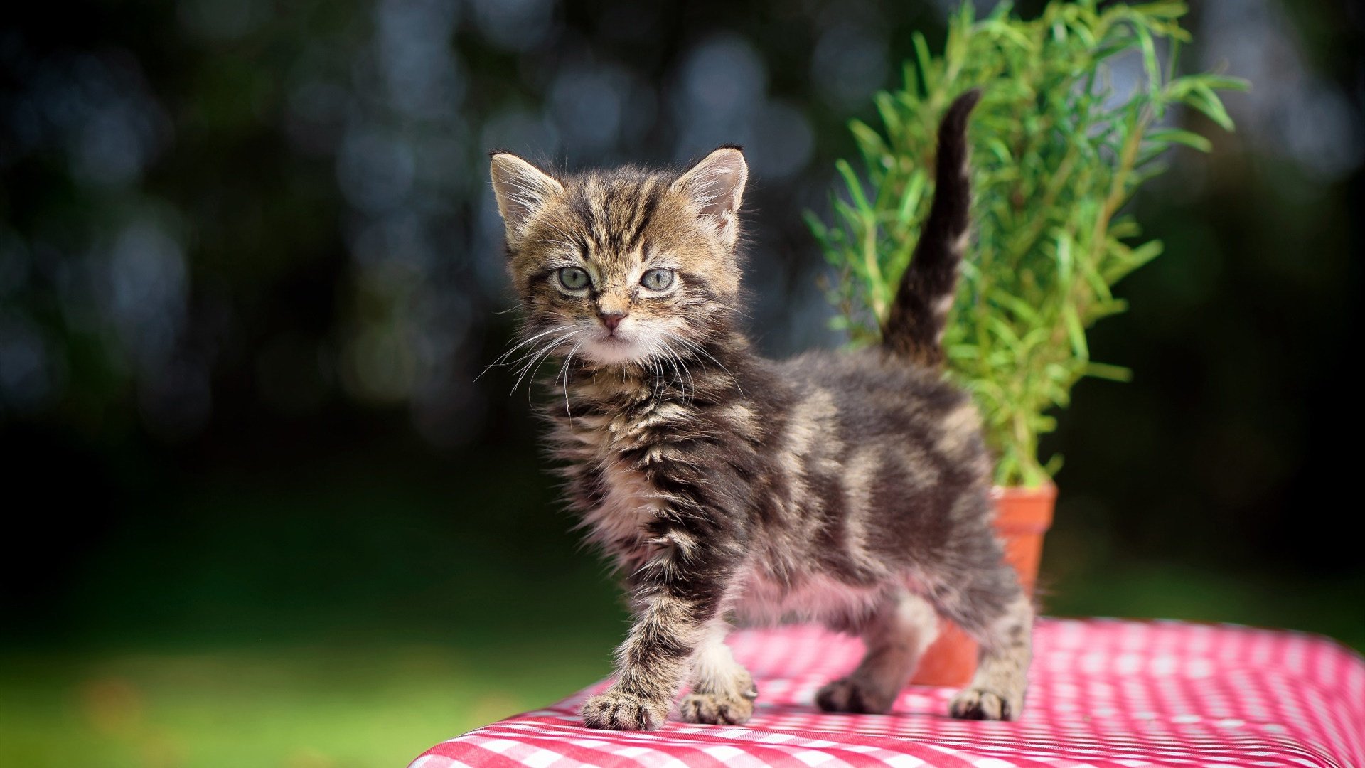 PSG强大对手，海湾者全力以赴争胜，海湾全名