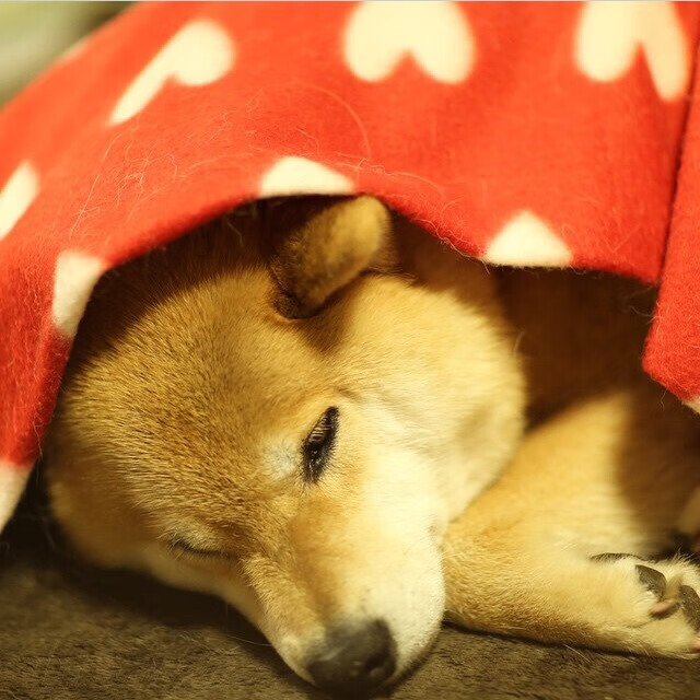 凯恩激活解约金条款,重回热刺掀转会风暴,凯恩宣布留在热刺